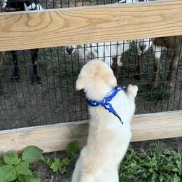 Labrador Retriever Puppies from Krys Ruth