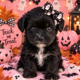 Mika - Black and tan female Yorkipoo puppy in Lebanon, Kentucky from Mosaic Merle Doodles