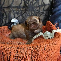 Constance - Liver female Shih Tzu puppy in Lancaster, Ohio from Wandering Tzu