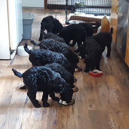Poodle Puppies from Treasured Standard Poodles