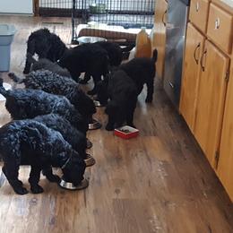 Poodle Puppies from Treasured Standard Poodles