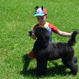 Poodle Puppies from D and D Standard Poodles