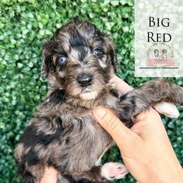 Big Red - Blue merle male Aussiedoodle puppy in Corydon, Indiana from Ridgeline Doodles