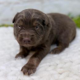 Shepherd - Green Collar - Red tri-color male Australian Shepherd puppy in San Marcos, California from Faith Family Freedom Farm