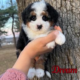 Dream - Tri-color male Bernedoodle puppy in Mount Vernon, Missouri from PoodlelyDoodlely