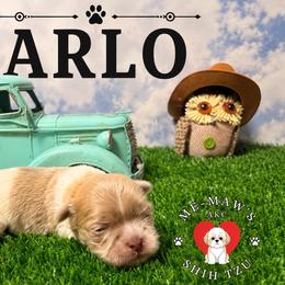 Arlo - Gold and white male Shih Tzu puppy in Hanford, California from MeMaw Shih Tzus