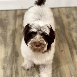 Stella - Australian Labradoodle
