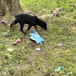 Boy 4 - Black and rust Rottweiler puppy in Fowler, Ohio from Pushing Performance Rottweilers
