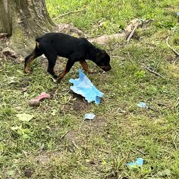 Boy 4 - Black and rust Rottweiler puppy in Fowler, Ohio from Pushing Performance Rottweilers