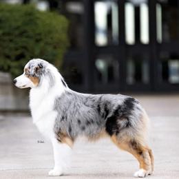 Australian Shepherd puppies from Silverstone Kennel