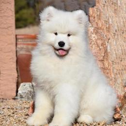 Samoyeds from Polar Mist Samoyeds