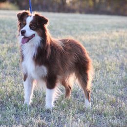 Fireball - Miniature Australian Shepherd