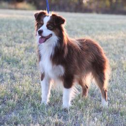 Fireball - Miniature Australian Shepherd