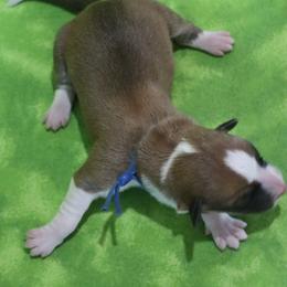 Indigo - Red and white female Cardigan Welsh Corgi puppy in Livermore, Colorado from Rowe Family