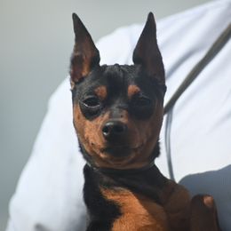 Ricardo - Black and tan male Miniature Pinscher puppy in Claypool, Indiana from Valjalu’s Minianture Pinschers