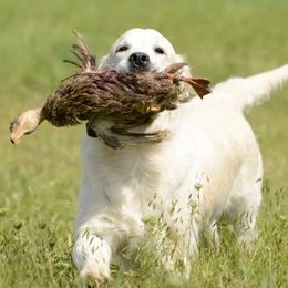 Golden Retrievers from Barafields Golden Retrievers