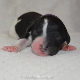 Magnolia - Parti female Goldendoodle puppy in Lancaster, Pennsylvania from Doodles in the Skye