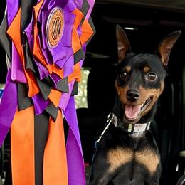 Henry - Miniature Pinscher