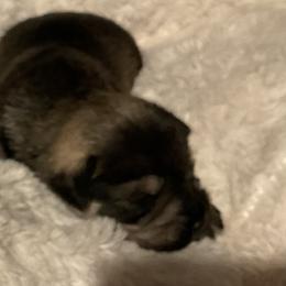Boy 1 - male Miniature Schnauzer puppy in Osseo, Michigan from Kathy's Mini Schnazuers