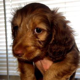 Dachshund puppies from Crowesnest Dachshund
