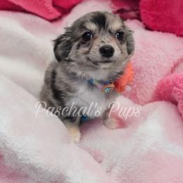 Cricket - Merle female Chihuahua puppy in Bowdon, Georgia from Paschal's Pups