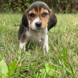 Cider - Black white and tan male Beagle puppy in St. Cloud, Minnesota from Beagle Blessings
