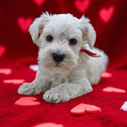 Apple - White female Miniature Schnauzer puppy in Houston, Texas from Haughton Farm