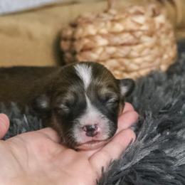 Maple (Fluffy) - Sable and white female American Corgi puppy in Fayetteville, Arkansas from Intergalactic Corgis