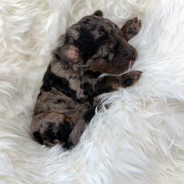 Biggie - Merle male Goldendoodle puppy in Spokane, Washington from Goldendoodles on the Prairie