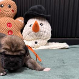 Ginger (Gingerbread) - Red female Cane Corso puppy in Utah from 3Lake Kennelz