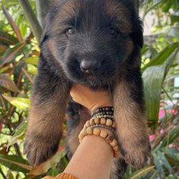 German Shepherd Puppies from Oahu German Shepherds