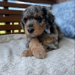 Boy 1 - Aussiedoodle puppy in Dripping Springs, Texas from Doodle Ranch