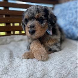 Boy 1 - Aussiedoodle puppy in Dripping Springs, Texas from Doodle Ranch