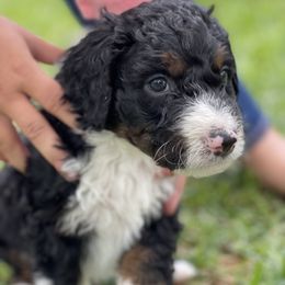 Bernedoodle Puppies from Creekside Doodles