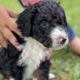 Bernedoodle Puppies from Creekside Doodles