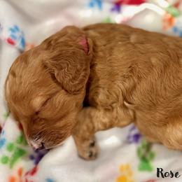 Rose - Apricot female Goldendoodle puppy in Beaverton, Oregon from Mini Goldendoodles
