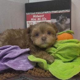 Midwest Mini Rosco - Sable male Mi-Ki puppy in Clearwater, Kansas from Midwest Mini Mi-kis