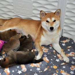Shiba Inu Puppies from Tobitatsu Shiba Inu