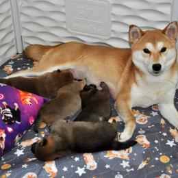 Shiba Inu Puppies from Tobitatsu Shiba Inu