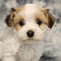 Havanese and Shetland Sheepdogs from Highsights Kennel