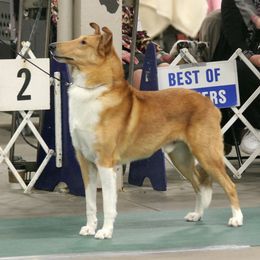 Collie All Grown Up from Sheranda Collies