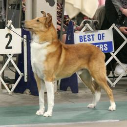 Collie All Grown Up from Sheranda Collies