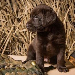 Labrador Retrievers from Amber Run Kennels