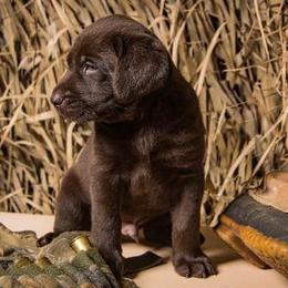 Labrador Retrievers from Amber Run Kennels