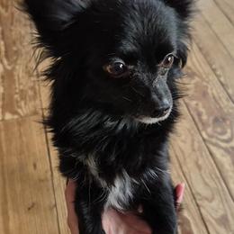 Baby - Chihuahua