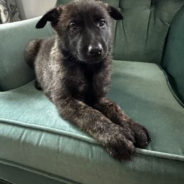 Dutch Shepherd Puppies from Sugar Island Dutch Shepherds