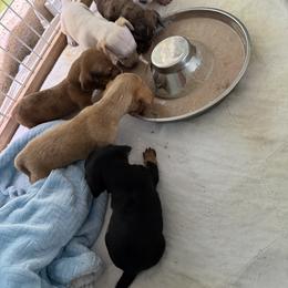 Dachshund Puppies from Witchy Woman’s Wiener’s