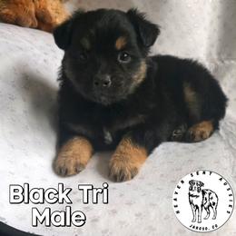Umberto - Black tri male Miniature Australian Shepherd puppy in Jaroso, Colorado from Heaven Sent Aussies