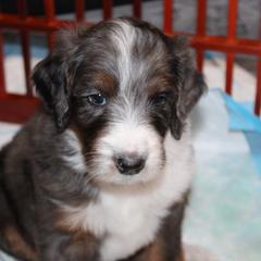 Australian Mountain Doodle, Australian Shepherd, Bernedoodle, Labradoodle, and Poodle Puppies from Island View Poodles & Doodles