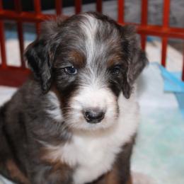 Australian Mountain Doodle, Australian Shepherd, Bernedoodle, Labradoodle, and Poodle Puppies from Island View Poodles & Doodles